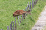 Jump