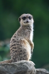 Meerkat in typical pose