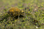 Katiannidae genus nov.1 sp. nov.