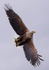 WHITE TAILED EAGLE, ISLE OF MULL, SCOTLAND