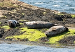Loch Linnhe-7-seals