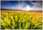 Fields of Gold, Ballintoy (IMG0479)