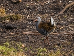 Water Rail