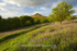 Bluebells at Roseberry Topping  Ref 0161