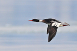 Red-breasted Merganser (male) in flight low over Poole Harbour