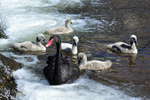 DW 45 - Black Swan family at Dawlish
