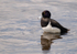 Tufted Duck