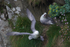 Fulmars on a cliff ledge at Neist Point