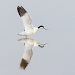 digital-Gold-Liz Wallis-Avocet Taking Off
