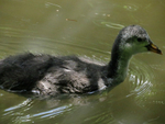 Young Coot