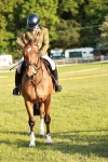 Class 117-119 - Sport Horse Working Hunter portfolio