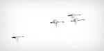 TUNDRA SWANS - LONG POINT