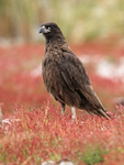 Striated Caracara standing in sheep's sorrel, Carcass Island