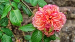 Rose Spirit 3662