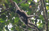 Hoolock Gibbon female with baby