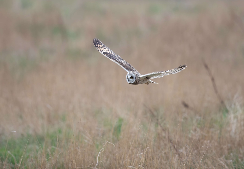 Short Eared Owl