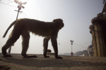 Macaque Monkey Varanasi, India