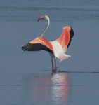 Greater Flamingo