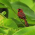Northern Cardinal (male) perched, Hawaii