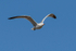 Audouin's Gull