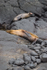 Sea Lions