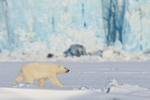 Polar Bear cub walking, Svalbard, Norway