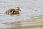 Steamerduck duckling swimming, Carcass Island, Falklands