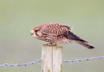 Kestrel - Falco tinnunculus
