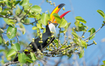 Toco toucan