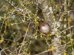 Cetti's Warbler