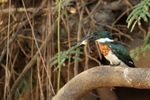 Amazon Kingfisher portfolio