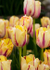 Floral-8