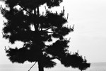 Pine Tree (Pusan) #2