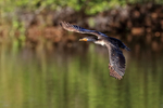 Double-crested Cormorant (juvenile) flying, Venice Rookery, Florida