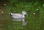Gadwall