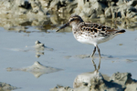 Broad-billed Sandpiper