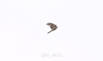 BPP_8472