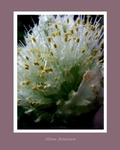 Allium fistulosum