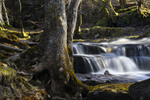 Dappled Light - Keld