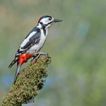 Print Joint 2nd Woodpecker on top of tree