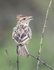 Red-capped Lark