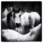 Ponies 1