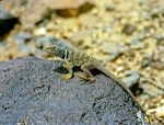 Collard Lizard (Crotophitus collaris) - Calif., USA