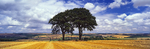 Two Trees Warter 1