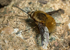 Bombylius major