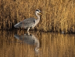 Grey Heron