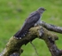 Female Cuckoo