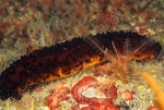 Holothuria forskali