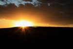 Cornfield Sunset