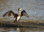 Cormorant